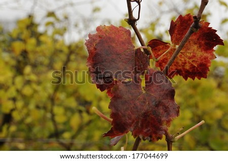 Vineyard grapevines in the fall.