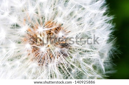 Macro of dandelion seeds closeup