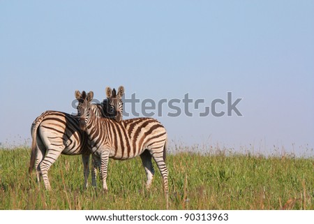 Two zebras standing in green grass plain