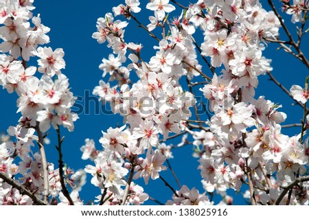 Almond blossom on naked branches in the spring, full frame with blue sky, white and pink flowers. Mallorca, Majorca, Balearic islands, Spain in February.