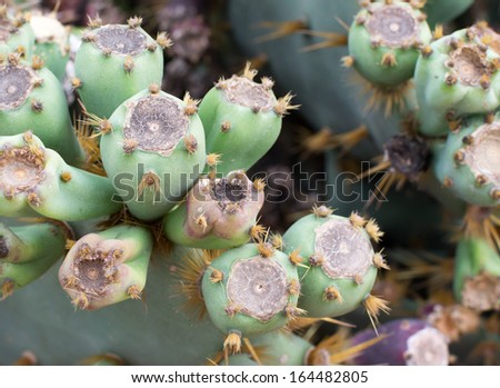 Cactus fruits on platyopuntia cactus closeup.