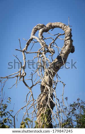 Funny shaped gnarly tree in Mallorca, Balearic islands, Spain in October.