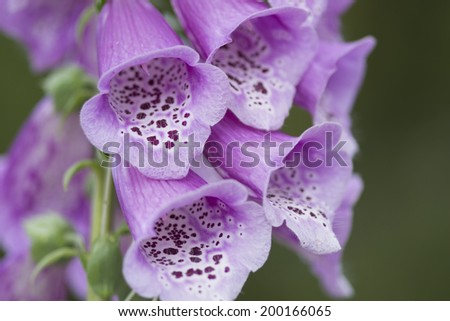 Digitalis purpurea closeup. Bell shaped spotted and poisonous Digitalis or Foxglove.
