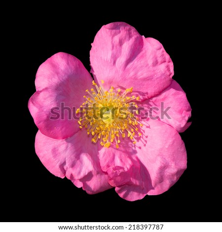Wild rose. Pink Rosa rugosa or Dog rose closeup  in September garden.