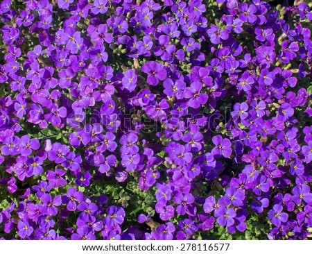 Purple Aubretia flowers full frame with an abundance of flowers in May.