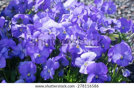 Sweet purple violet flowers (Viola cornuta) closeup full frame in sunshine and with raindrops.