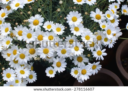 White Oxe-eye daisy or Moon Daisy May flowers, Leucanthemum vulgare, blossoming in May.