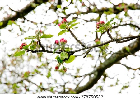 Pink apple buds on tree closeup with white sky.