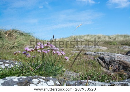 Seaside heath with pink thrift flowers, Armeria maritima in Falkenberg, Sweden.