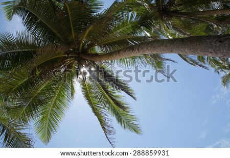 Coconut palm tree with fruit in remote location, Southern Province, Sri Lanka, Asia.