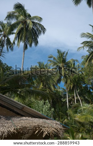 Coconut palm trees, lush green jungle garden and sky in remote location, Southern Province, Sri Lanka, Asia.