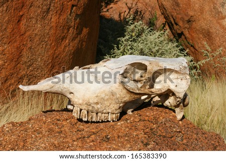 Sull of animal, Devils Marbles , Northern Territory Australia