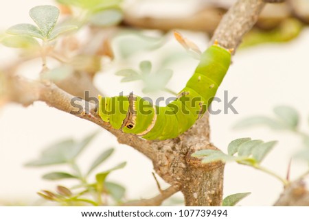 The larvae of caterpillars are green leaves.