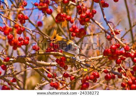 Yellow bird sitting in a red berry tree
