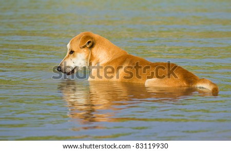 A dog eat water in the river.