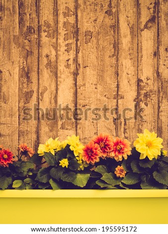 Colorful flowers in yellow planter on wooden wall, toned image