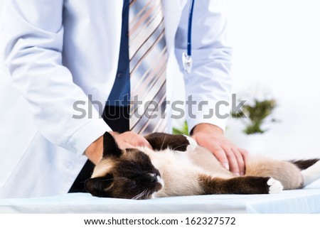 vet checks the health of a cat in a veterinary clinic
