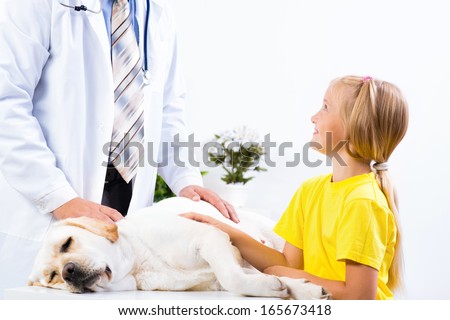 girl holds a dog in a veterinary clinic, veterinarian inspects a dog