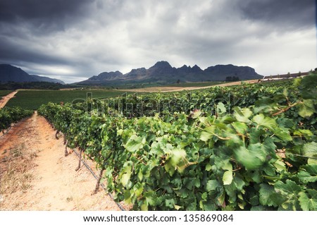 Vineyards in the Stellenbosch region of the Western Cape Province in South Africa