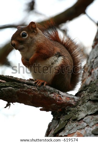 Guardian red pine squirrel on a tree