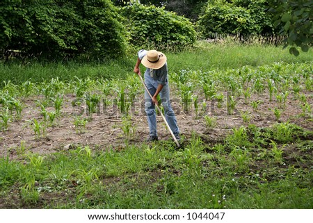 Man working on corn field