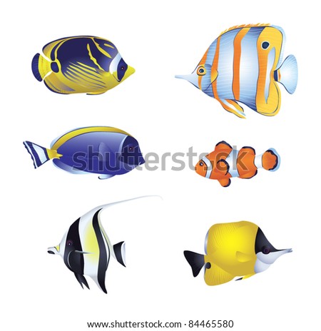 Colorful tropical fish isolated on white background