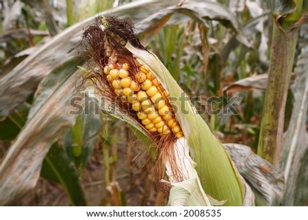 Corn on the cob, on the stalk