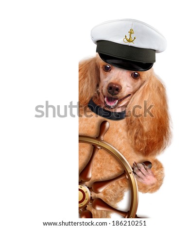 Dogs sailor