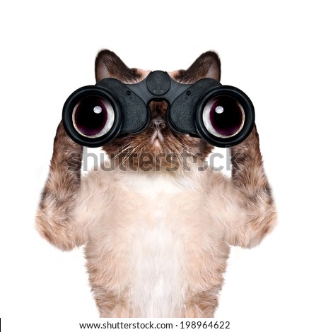 Similar – Image, Stock Photo nosy cat spies Animal Pet