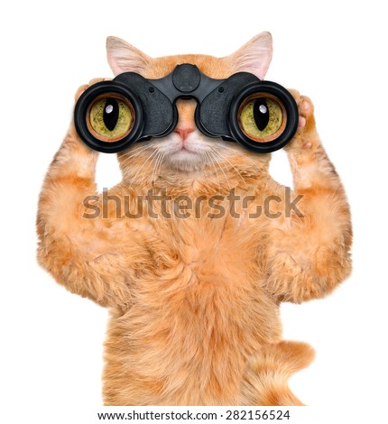 Image, Stock Photo nosy cat spies Animal Pet