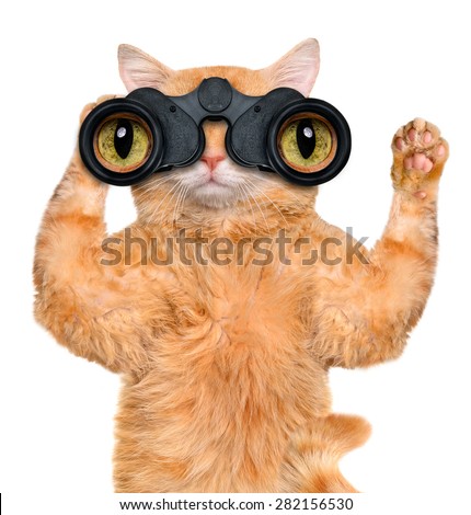 Similar – Image, Stock Photo nosy cat spies Animal Pet