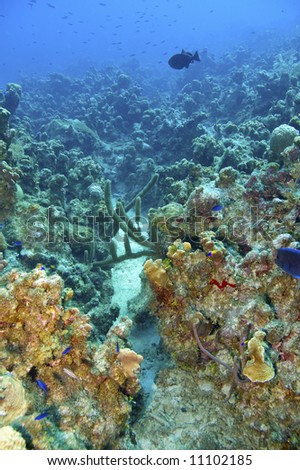 varieties of hard and soft corals and sponges with blue tang fish in blue caribbean sea water near roatan honduras