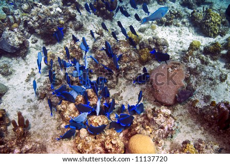 school of blue tang fish and coral in caribbean sea