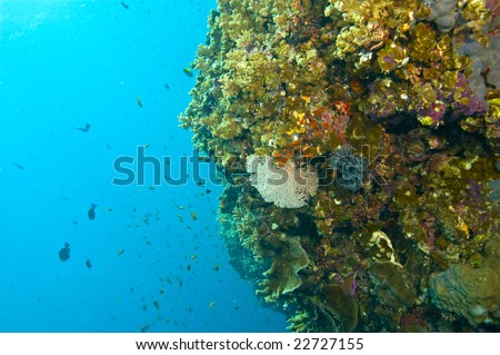 variety of fish and coral with common sea fan and blue ocean water of great barrier reef, australia