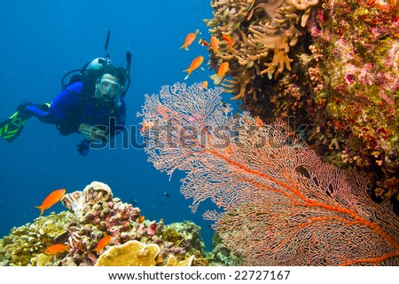 one female scuba diver viewing large orange-colored common gorgonian sea fan and variety of colorful coral of great barrier reef, australia