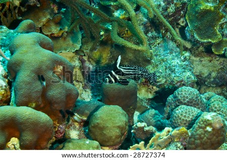 black and white spotted drum fish framed by variety of coral found near island of bonaire