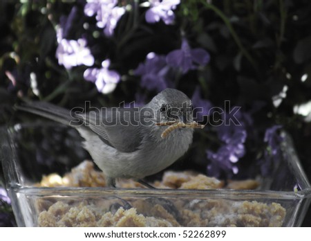 a titmouse with its beak full of mealworms to take back to the nest