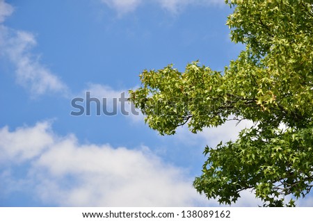 Green crown of maple tree and blue sky are photographed in summer.