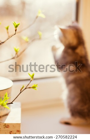 cute little kitty playing with green leaves