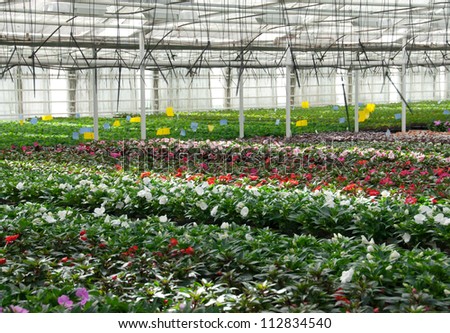 Flower nursery in Europe. Greenhouse with cultivated plants and flowers.