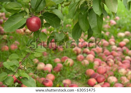 Red apple on a branch in autumn orchard, with fallen apples in the background.