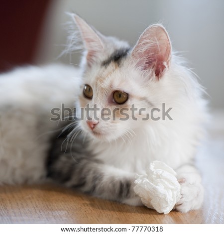 White cat laying on a table with a paper wad in her paws and looking left