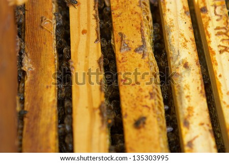 Bees in beehive, honey frames close-up