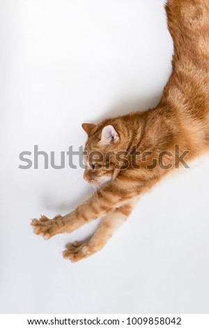 Orange tabby cat profile with paws outstretched looks like Super Kitty saving the world 商業照片 © 
