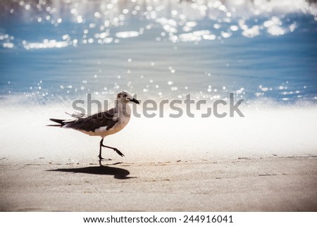 Seagull walking in the tide on Virginia Beach in the morning summer sun