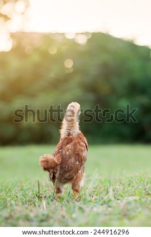 Free range baby Rhode Island Red chick about 6 weeks old in the grass during summer in the late afternoon