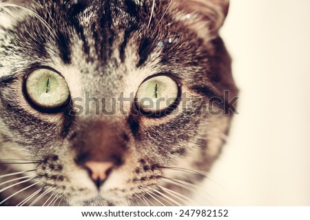 Closeup of a domestic shorthair tabby cat face with big eyes and bright light with filtered effect