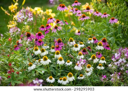 Variety of coneflower in white, purple and pink in a summer backyard garden