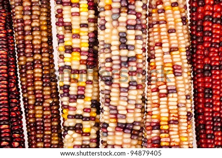 Indian corn background
