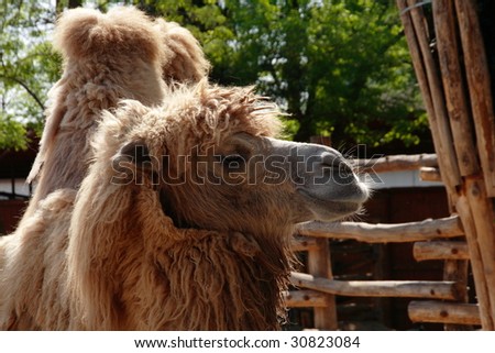 Camel at Budapest zoo